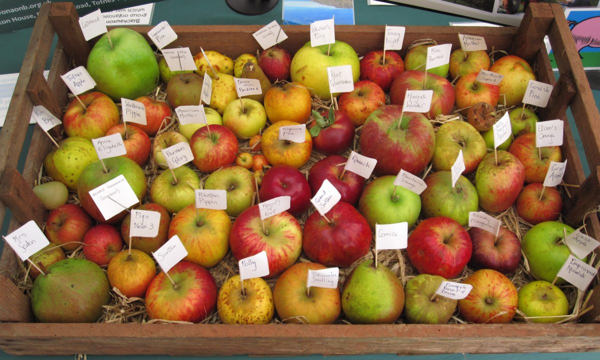 Wooden crate full of different apple varieties. Each apple has a label