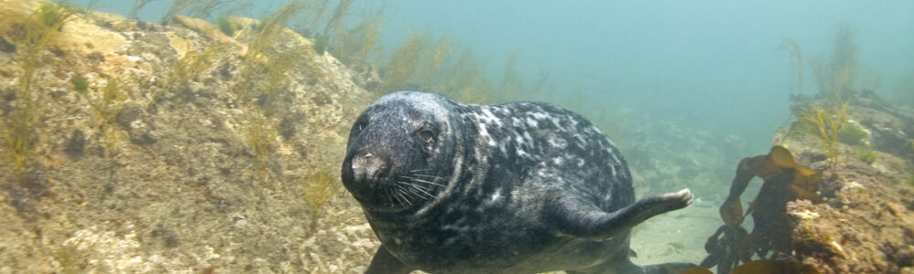 Photo: Grey seal, in thongweed gully. Photo credit Paul Naylor