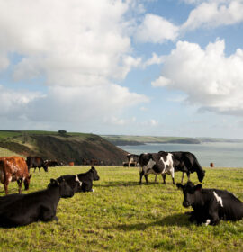 Herd of cows on a grassy plateau with hills and sea beyond