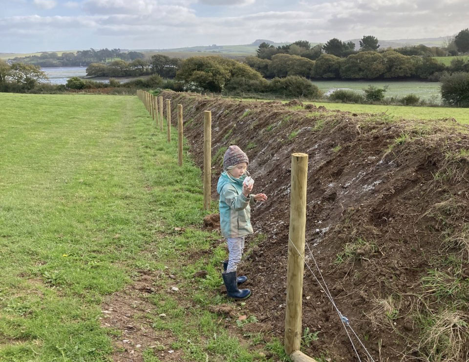 Planting a new hedge