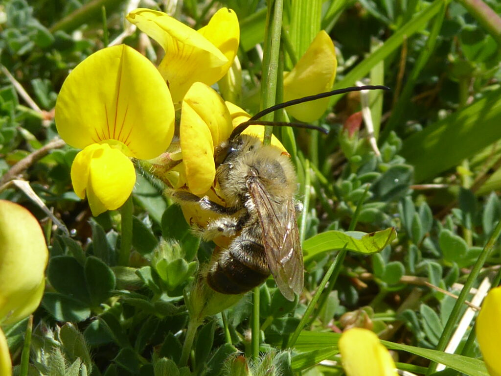 Long horned bee on flower