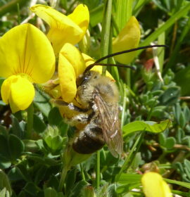 meet bees 23 june Long horned bee on flower