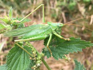 Photo - Great Green bush-cricket