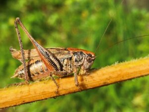 Photo - Grey bush-cricket