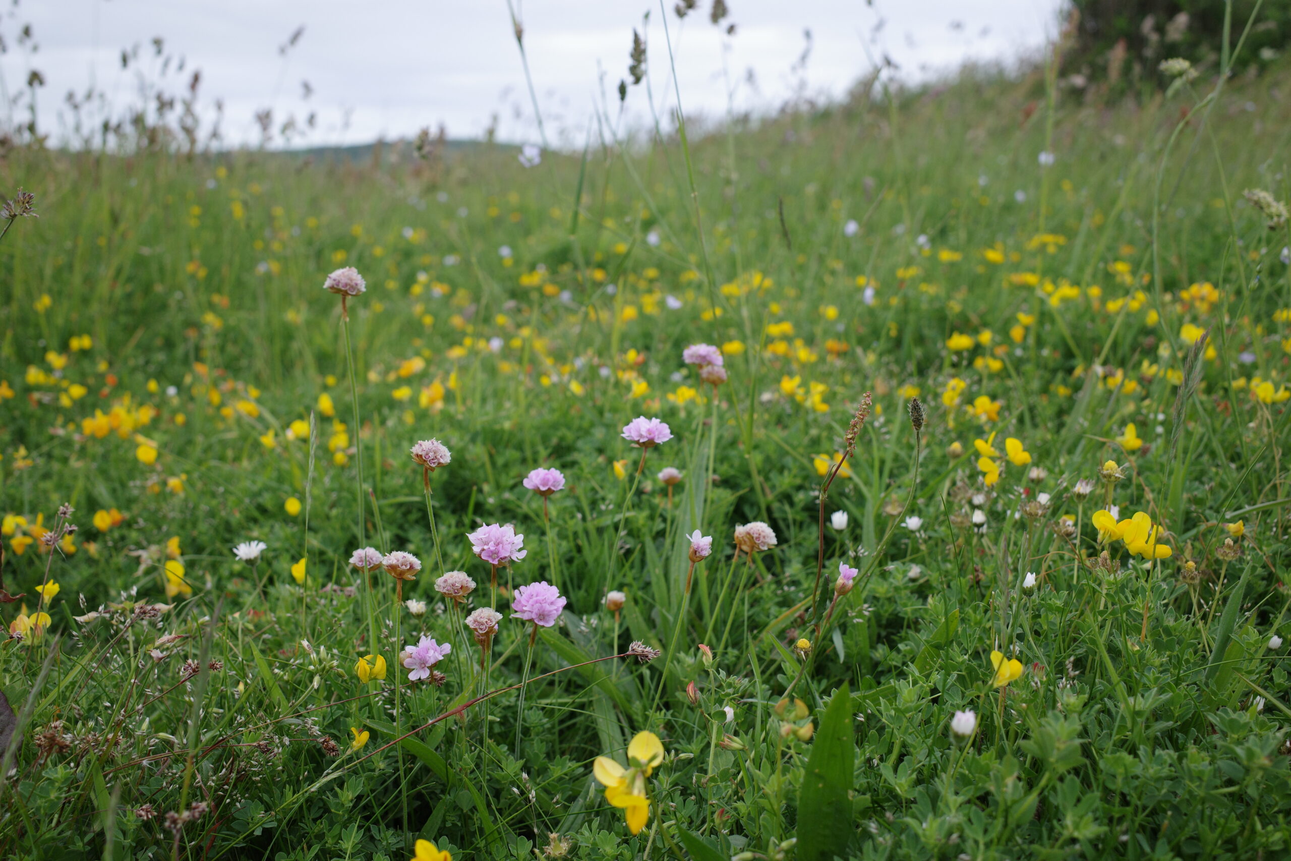 Species-rich grassland on South Devon coast