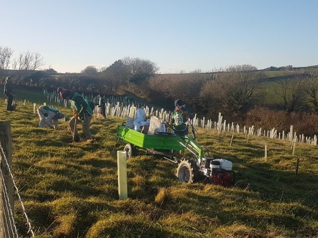 Tree planting using pedestrian tractor