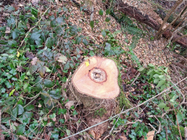Cross-section of an Ash stump with ash dieback after being felled.