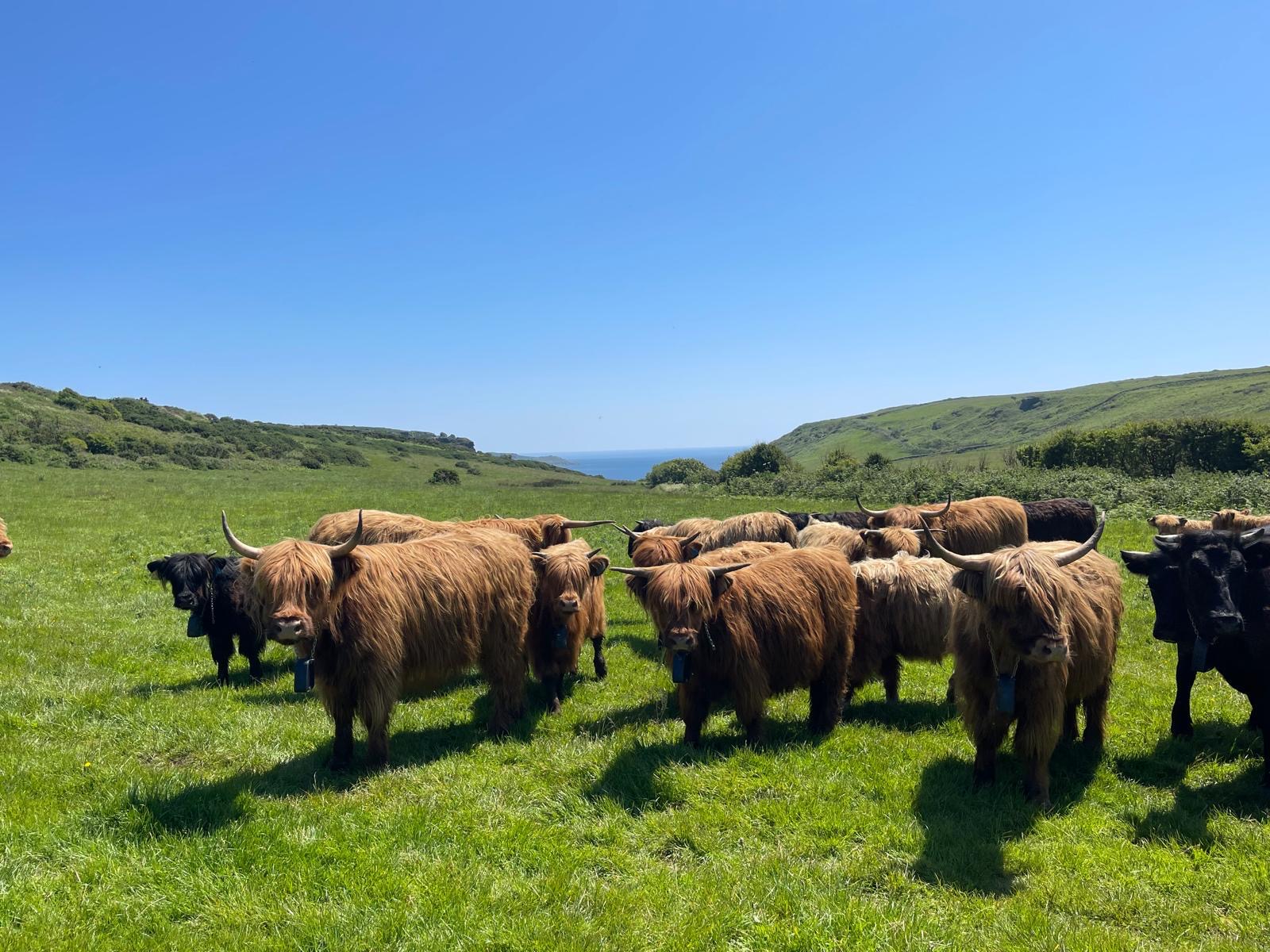 Herd of highland cattle wearing no-fence collars in a field on a clifftop by the sea.