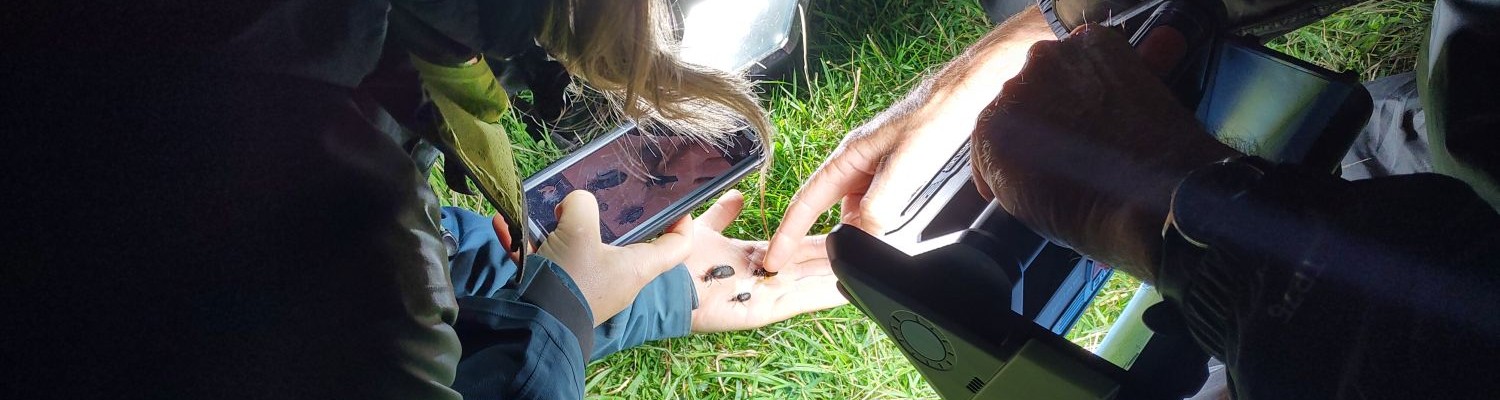 Night image showing oil beetles in palm of hand