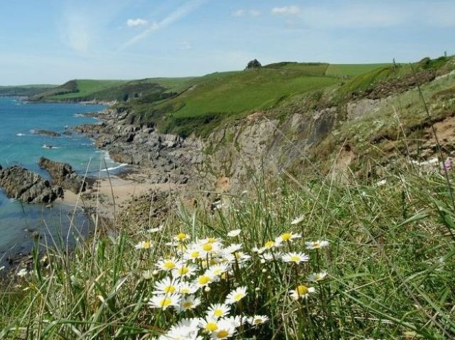 Image of the coastline, with daisies in the foreground and rolling cliffs in the distance.
