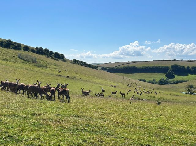 Kingston deer resize