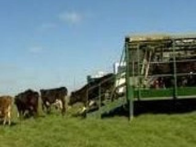 outdoor dairy resize