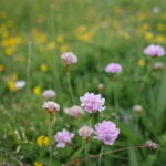 Image of wildlife friendly plant in bloom