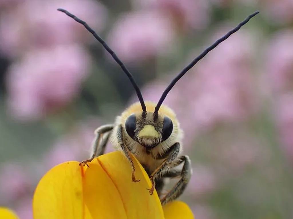 Photo: Long horned mining bee on yellow petal