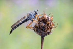 Close up photo of a red-legged perched on a dried flower head