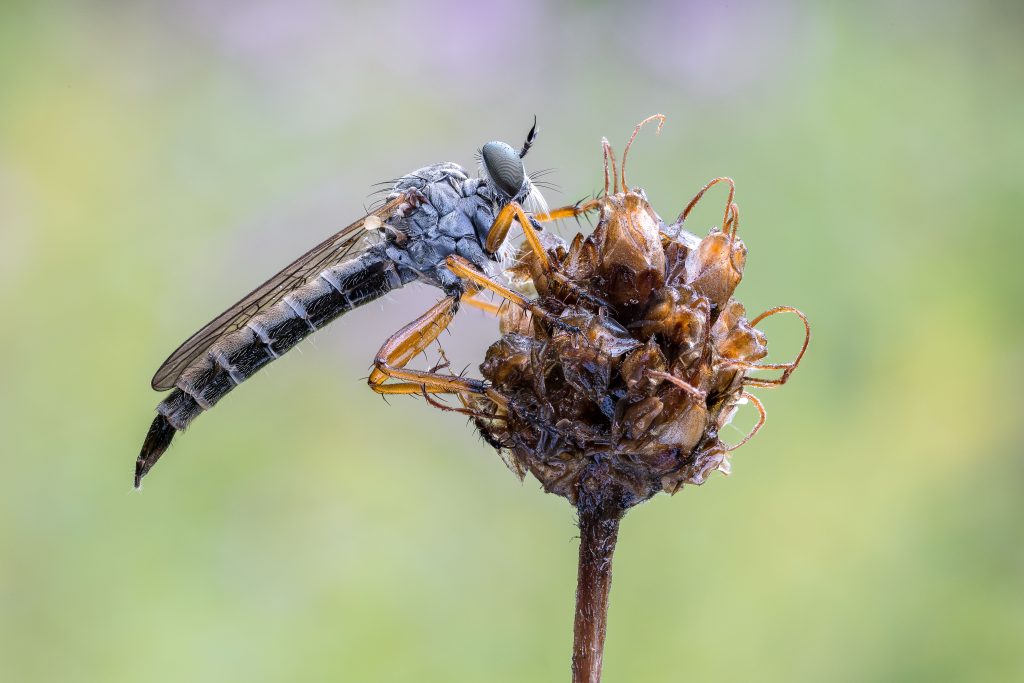 Close up photo of a red-legged perched on a dried flower head