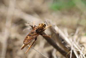 Hornet Robberfly perched on dry twig