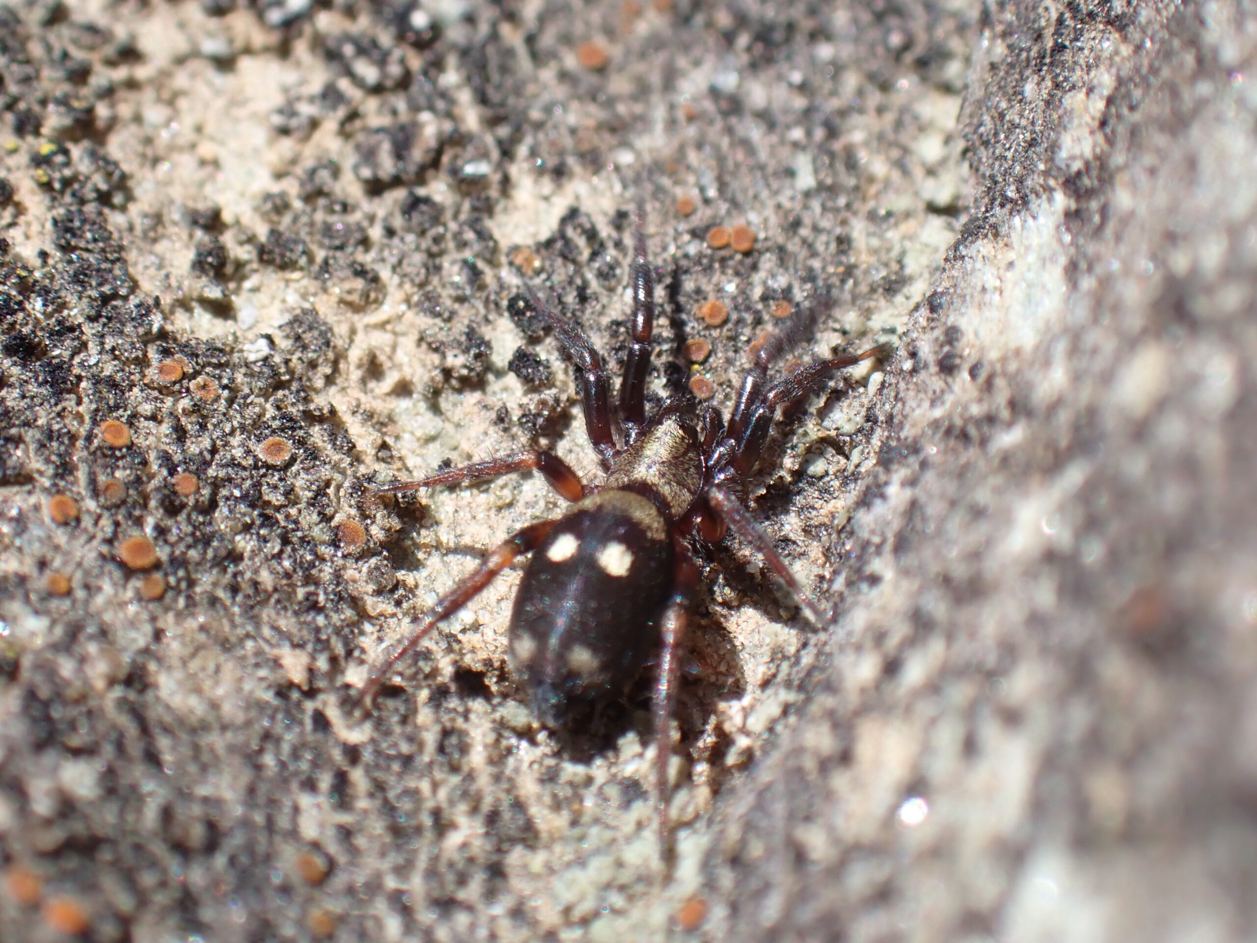 Close-up photo of a moon spider from above.