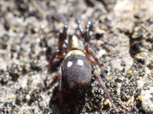 Image of a Moon Spider, showing the large brown abdomen with two light spots 'moons' in the centre.