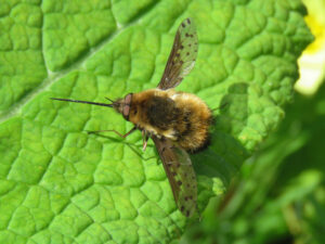 A picture of a dotted bee-fly on a green leaf.