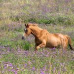 Life on the Edge – Equine Grazing Management walk and talk