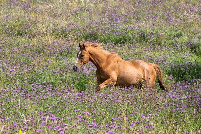 Bridleless horse among wildflowers