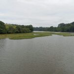 Walk – Dart Estuary Saltmarsh & Reedbeds