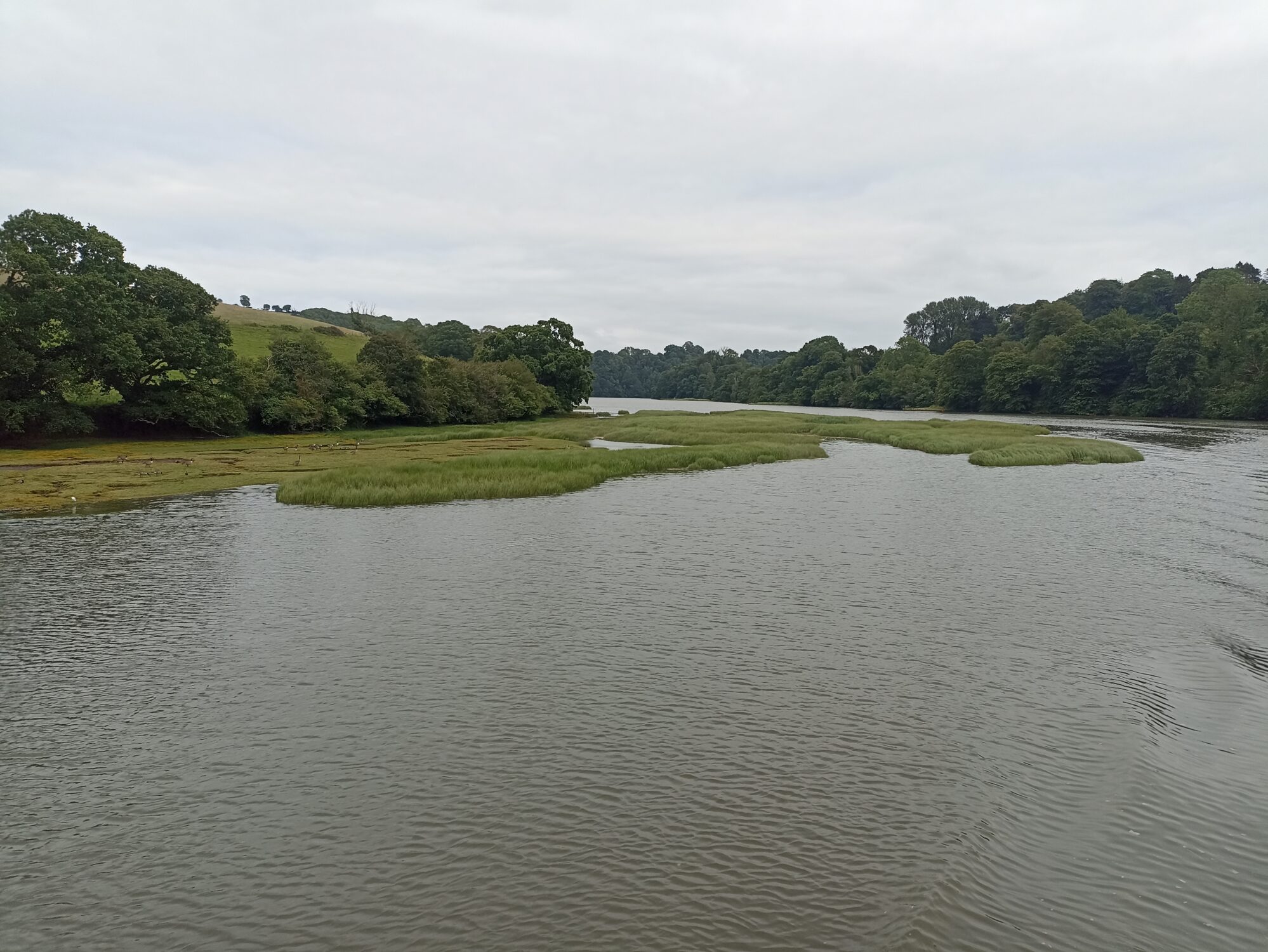 Dart estuary saltmarsh Dart estuary saltmarsh