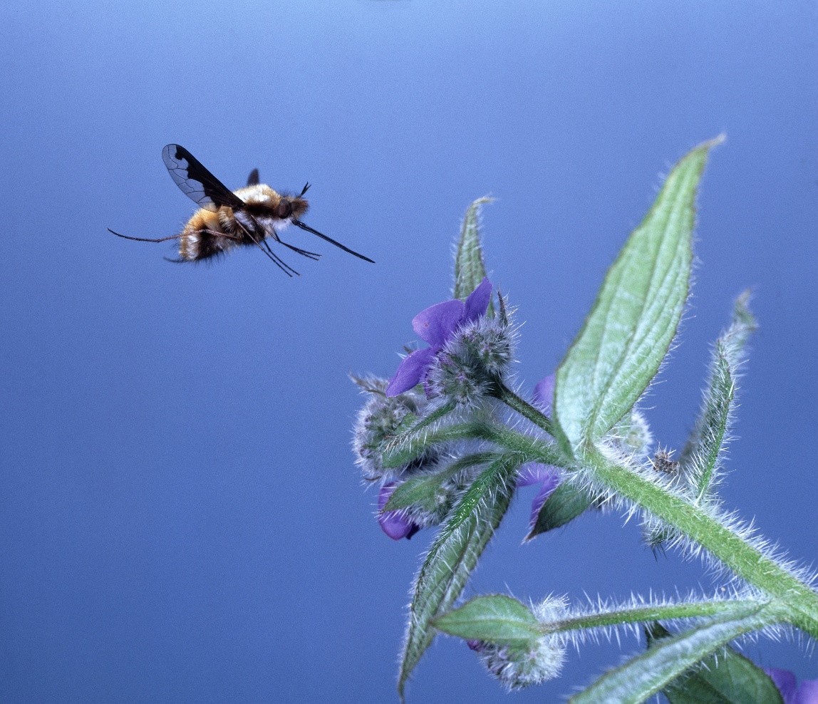A small bee-fly flies onto the edge of a pale blue flower.