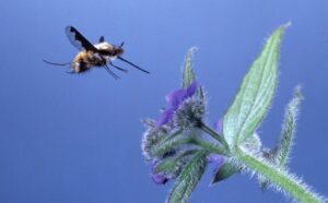 Close up photo of a bee approaching a flower with a blue sky background