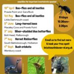 Life on the Edge Volunteers and Surveys – Long-horned Bees