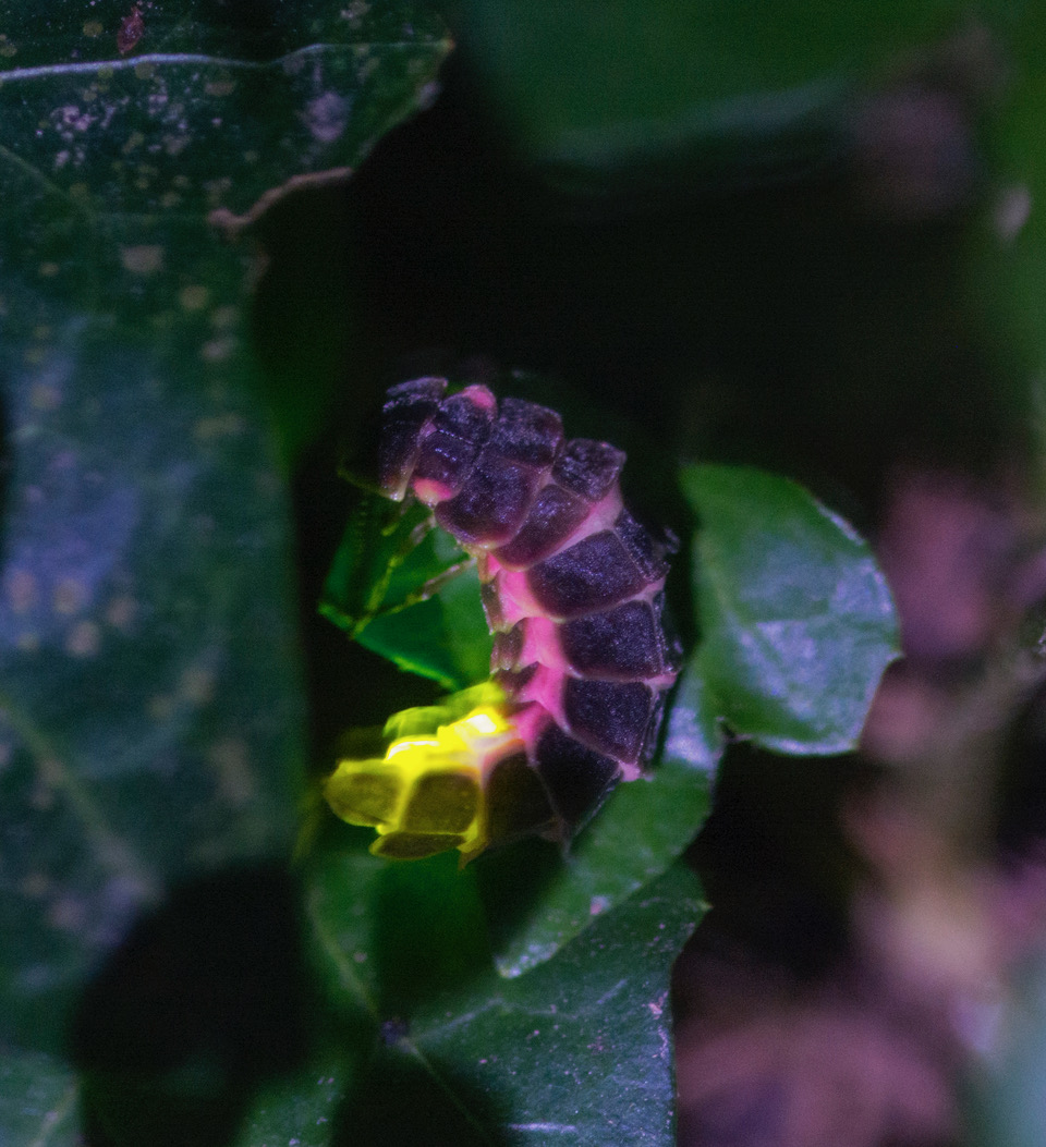 an image of a glow worm.