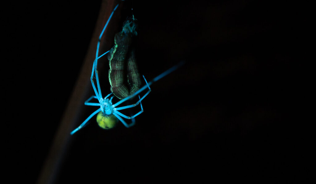 A spider at night, fluorescing under an ultra-violet light