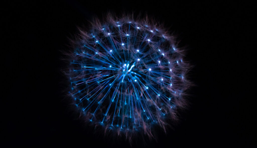 A dandelion clock at night, fluorescing under an ultra-violet light