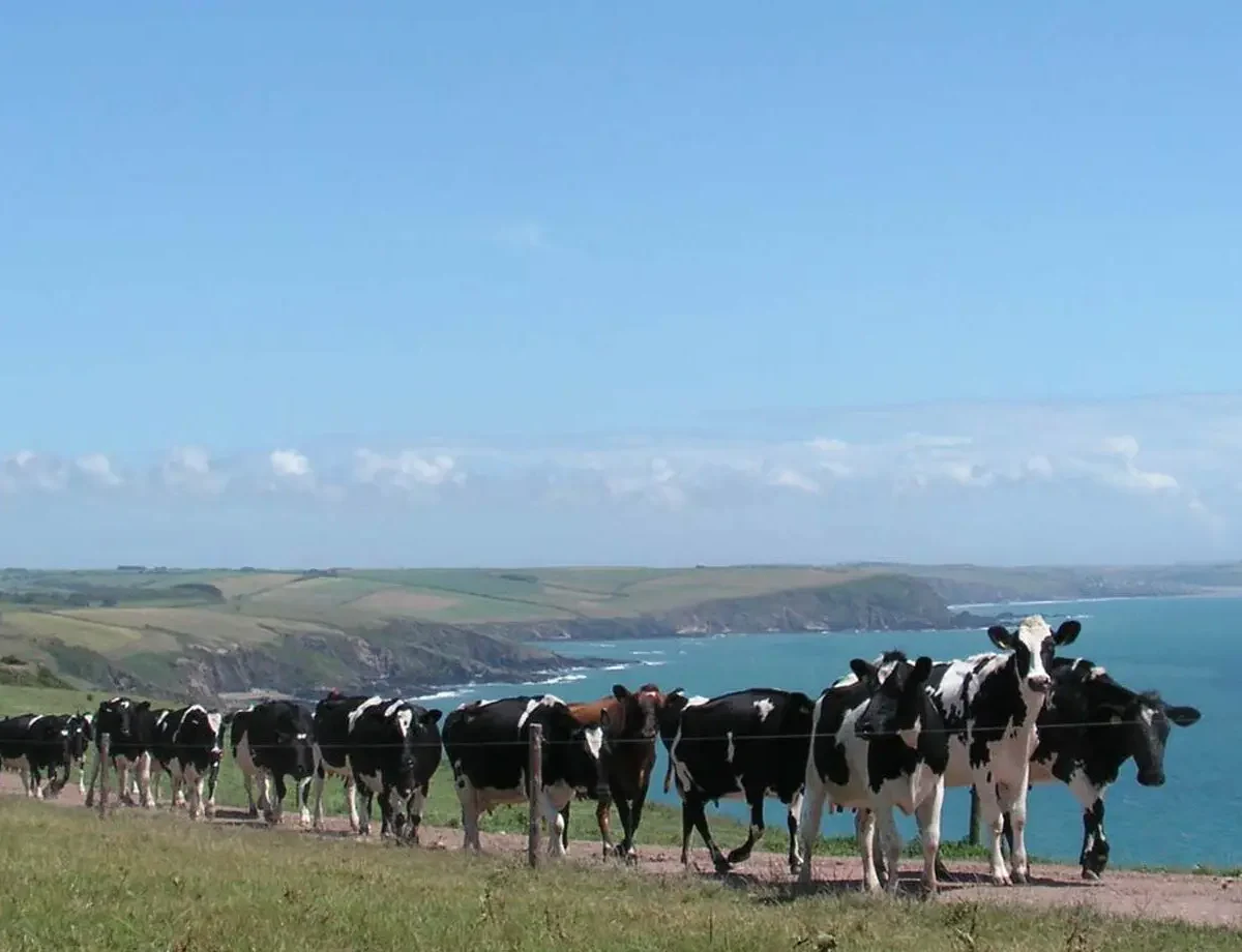 nl-cows-home-2200x920