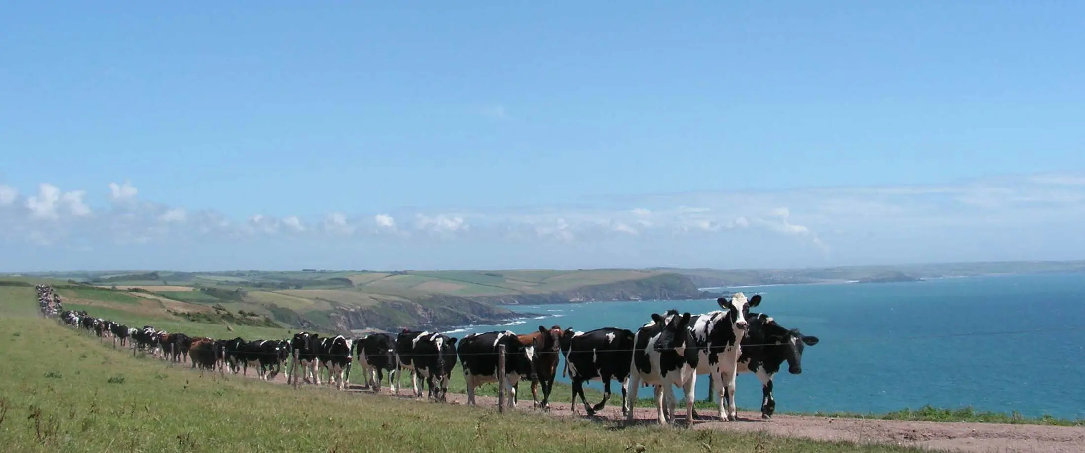 nl-cows-home-2200x920